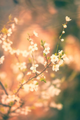 spring tree background