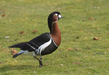 Red-breasted Goose