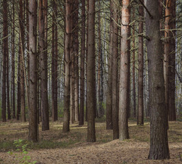 Фоновое изображение из стволов деревьев  © sergeikorolev