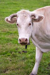 Portrait of a white Gasconne cow, France