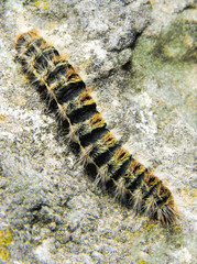 A caterpillar on a stone