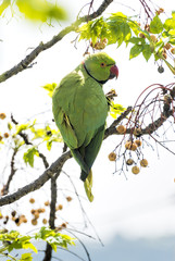 Morning of green parrots