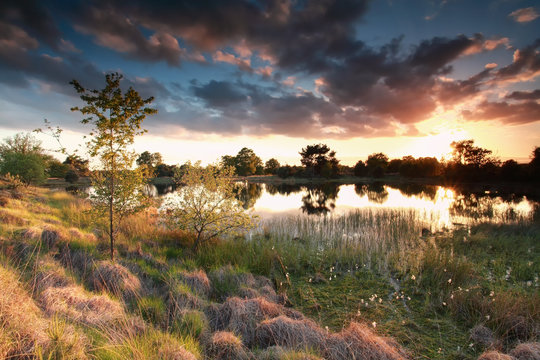 beautiful gold sun down over wild swamp