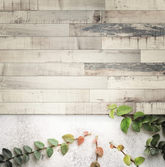 Retro striped wooden on concrete wall and ficus pumila,with copy