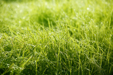 Rice Field.