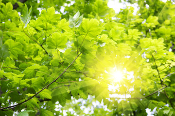 Sunset in German summer forest.