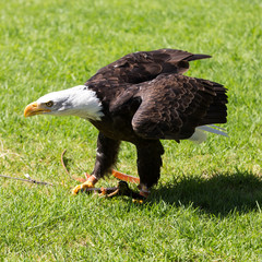 An American Bald Eagle - Haliaeetus leucocephalus