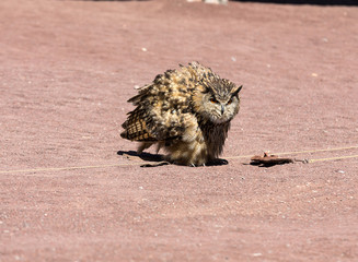 Owl -  bird from the order Strigiformes