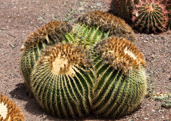 Echinocactus grusonii, popularly known as the golden barrel cactus, golden ball or, amusingly, mother-in-law's cushion,