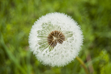 Macro Dandelion with morning dews