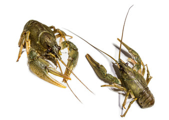 Collage of two alive river crawfish on white background