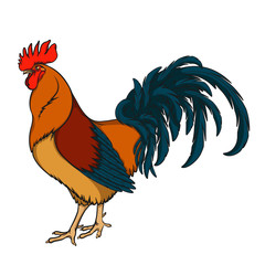Rooster or cock hand drawn sketch. Isolated color vector object on white background 