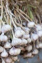 Fresh garlic