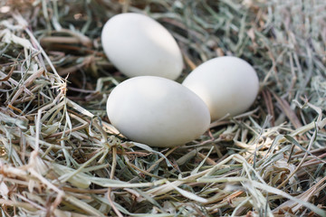 eggs in nest