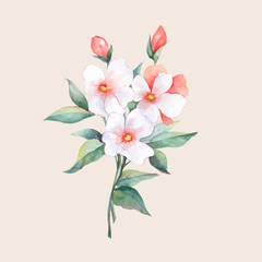 Bouquet of white flowers. Watercolor in vector
