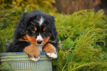 Cute sennenhund puppy for advertisement