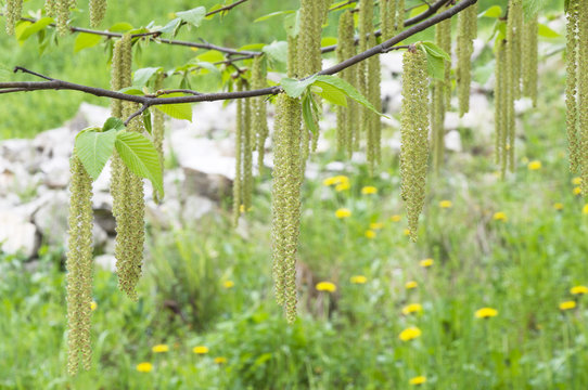 birch blooming in spring park