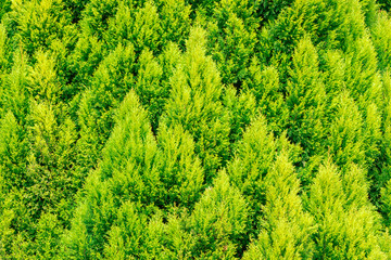 Thuja green texture natural background. close up.