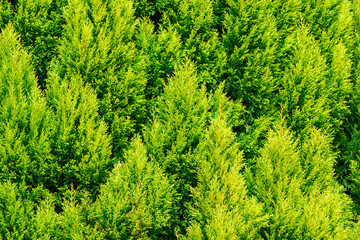 Thuja green texture natural background. close up.