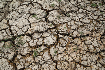 some grass in dry soil