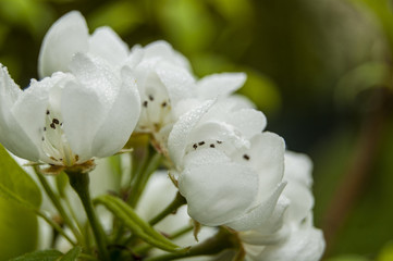 Macro Dews on Whithe Flowers