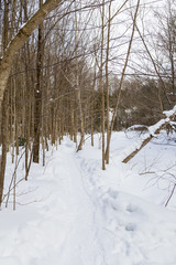 trail in frozen landscape