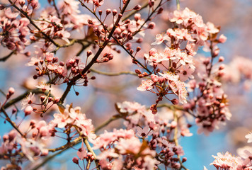 Fresh pink sakura blossom tree in the sun with soft focus
