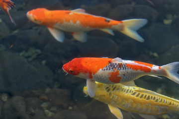 Colorful koi fish in the pond