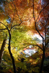 Obraz premium 紅葉