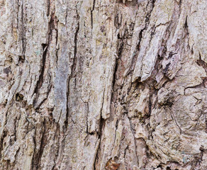 Tree bark texture.