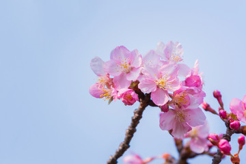 Pink flower ume blossoms.