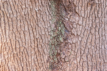Tree bark texture.