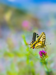 Butterfly on pink flowers

