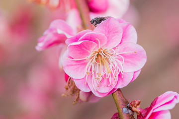 Pink flower ume blossoms.
