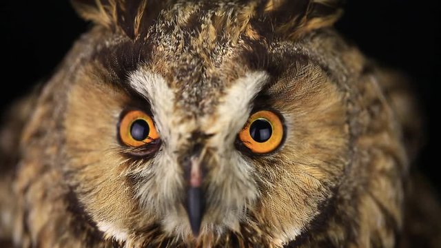 portrait, look of an owl with closing of eyes