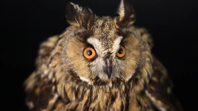 portrait, look of an owl with closing of eyes