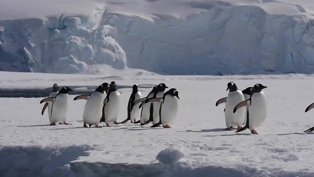 Gentoo Penguin on ice