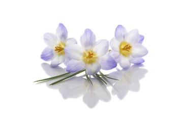 Fototapeta premium Crocus flowers