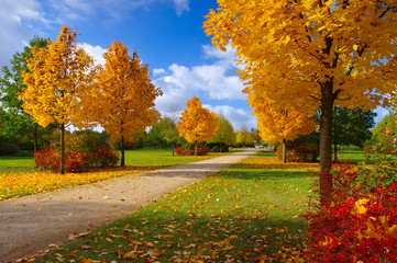 Grossraeschen Allee der Steine im Herbst - Grossraeschen avenue of maple trees in fall