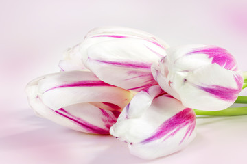 Fototapeta na wymiar Pink tulips on pink background
