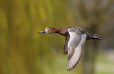 Common Pochard, Pochard, Aythya ferina