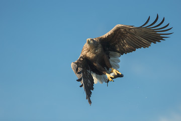Hunting Eagle with Prey