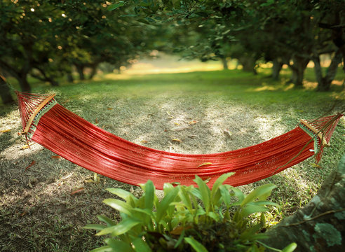 Asian wild orchid on tree and red hammock.