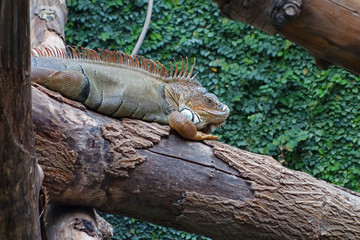Iguane vert