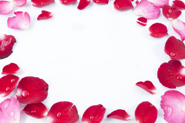 Frame Rose petals isolated on white background