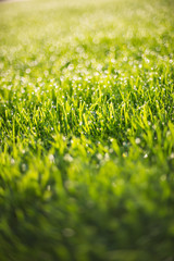 Ciuffi di erba, prato, splendere