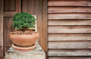 Beautiful bonsai tree against old wood wall.Old traditional hous