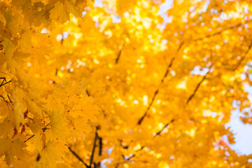 Leaves on the tree. Autumn time.