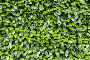 Green leaves wall background