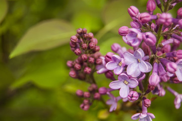 Wallpaper fuchsia Flowers on the right